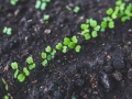 arugula-762557_1280