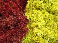 lettuce-1406885_1280