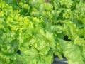 lettuce-345247_1280