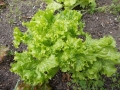 lettuce-977011_1280