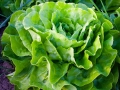 nature-940032_1280