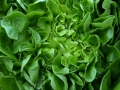 salad-346250_1280