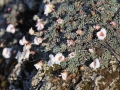 Saxifraga (2)