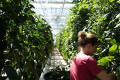 1024px-Lufa_Farms_Greenhouse_Staff