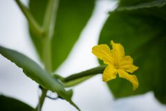 Lufa_Farms_Flowering_Lebanese_Cucumber