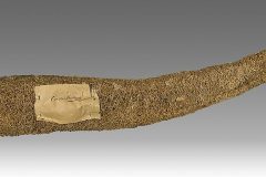Luffa aegyptiaca  MHNT.BOT.2007.26.52