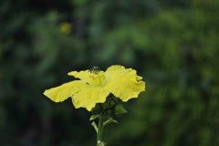 flower-loofah-plant-garden-thumbnail