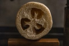 loofah-circle