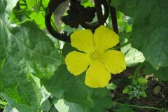 loofah-vine-207168_1280