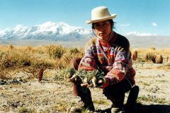 640px-Katia_Humala-Tasso_de_Combelles_Recolte_experimentale_de_maca_a_Achacachi_Bolivie_3_juin_2000