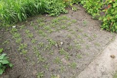 640px-Kluse_-_Lepidium_meyenii_-_Maca_01_ies