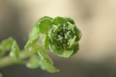 Lepidium_meyenii_Maca_Կոտեմ_Մեյենի_Клоповник_Мейена_-_panoramio