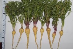 Lepidium_meyenii_Tsaghkadzor_in_culture