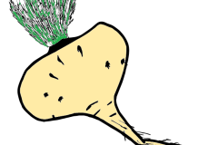 Maca_Lepidium_meyenii