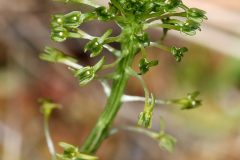 Malaxis_unifolia_InsectImages_5550266_-_cropped