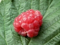 berry-210778_1280