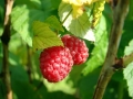 berry-758702_1280