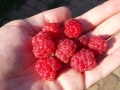 berry-841242_1280