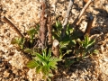 plant-325298_1280