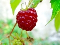 raspberries-1127280_1280