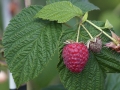 raspberries-436515_1280