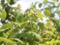 raspberry-618861_1280