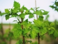 raspberry-791718_1280