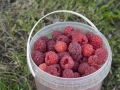 raspberry-851727_1280