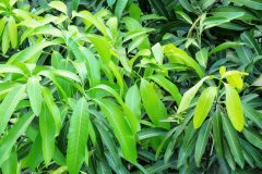greens-5212329_1280