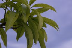 leaf-7077792_1920