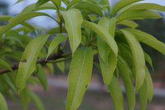 leaf-7077793_1280