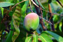 mango-321071_1280