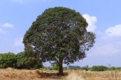 mango-tree-276110_1280