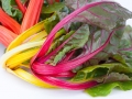chard-1230819_1280