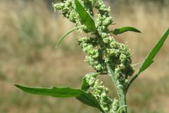 20140624Chenopodium_album