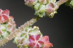 Chenopodium-album