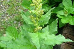 Chenopodium_bonus-henricus
