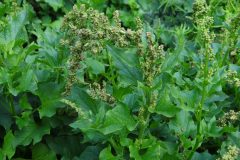 Chenopodium_bonus-henricus_OB10
