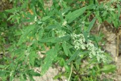 Chenopodium_ficifolium_subsp._ficifolium_sl27