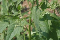 Chenopodium_hybridum_Sautod-Gansefus_IMG_1539