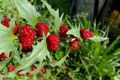 spinach-raspberries-4429913_1280
