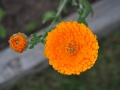 flower-930799_1280