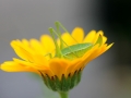 insect-1758105_1280