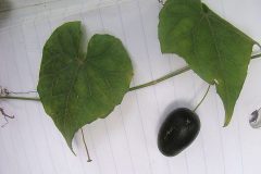 mature fruit of a vine, supposedly of the cucumber fam.,  San Luis  
likely Melothria pendula, the creeping cucumber    Warm areas of the Americas