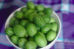 Melothria_scabra_861546