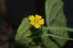 Melothria_scabra_florescence