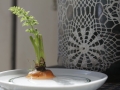 Jak si na zahradě vypěstovat mrkev a petržel nejen do polévky Foto 4