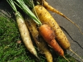 Jak si na zahradě vypěstovat mrkev a petržel nejen do polévky Foto 8