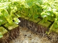 Jak si na zahradě vypěstovat mrkev a petržel nejen do polévky Foto 11