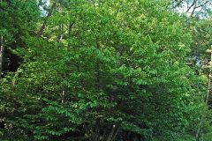 571px-Asimina_triloba_pawpaw_tree_1_39451806582